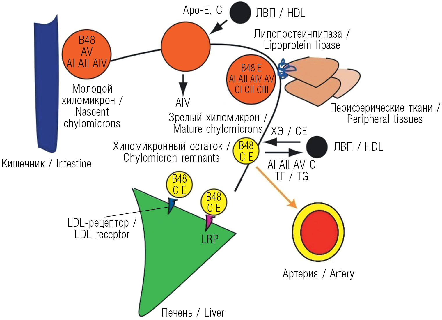 Липопротеиды высокой плотности. Хиломикроны аполипопротеины. Метаболизм хиломикронов биохимия. Липопротеины метаболизм биохимия. Хиломикроны и ЛПОНП.
