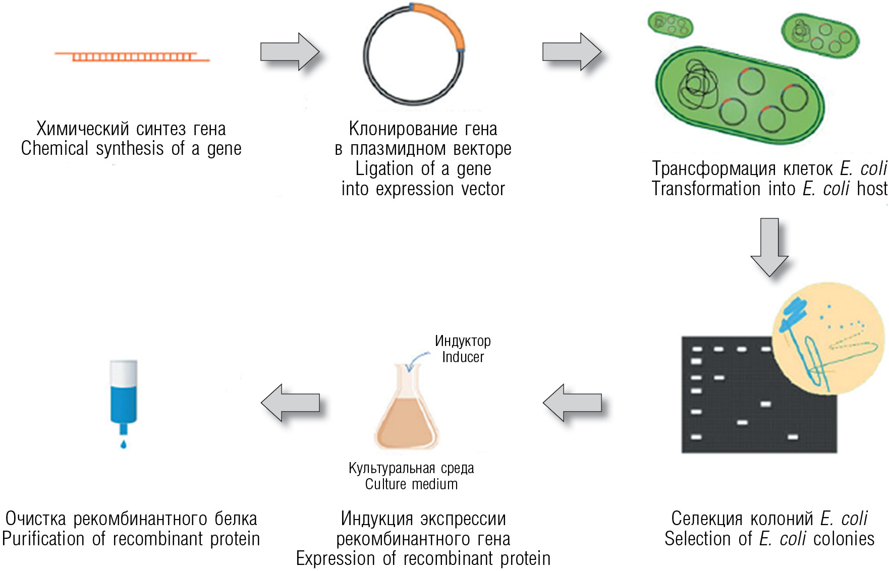 Схема создания бактериальных клеток способных синтезировать инсулин