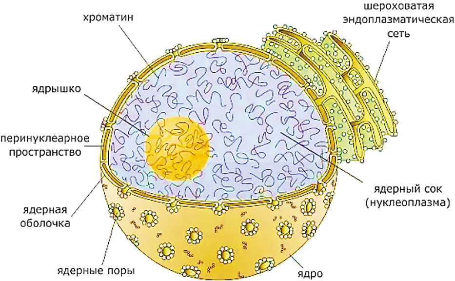   - Endoplasmic reticulum