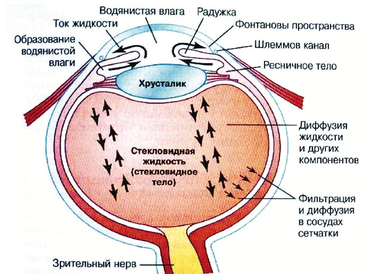 Отток влаги глаза. Отток глазной жидкости анатомия. Строение глаза водянистая влага. Схема оттока внутриглазной жидкости. Пути оттока водянистой влаги глаза.