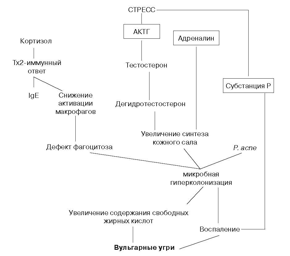 Функции кортизола