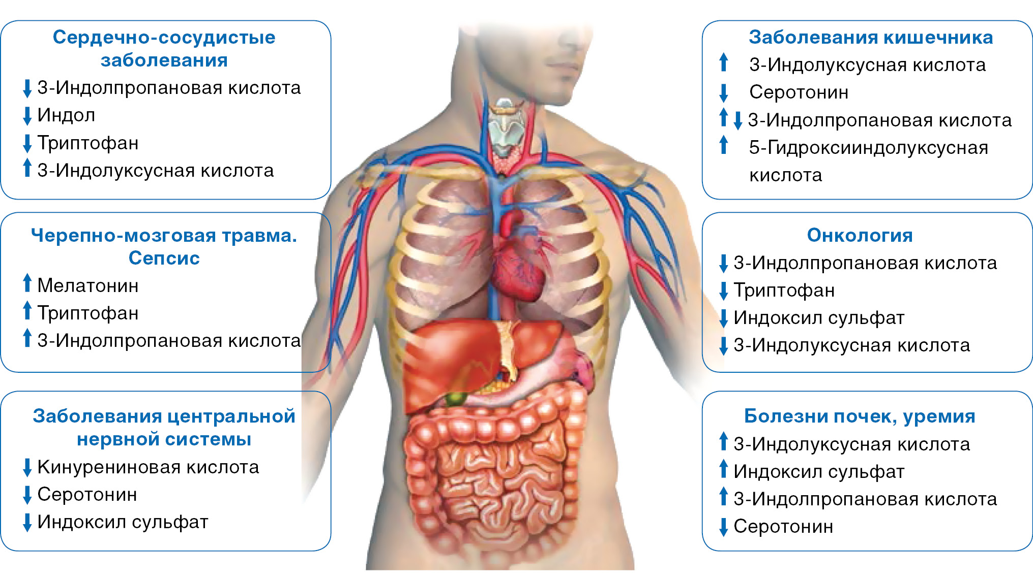 Органы Человека Фото С Названиями