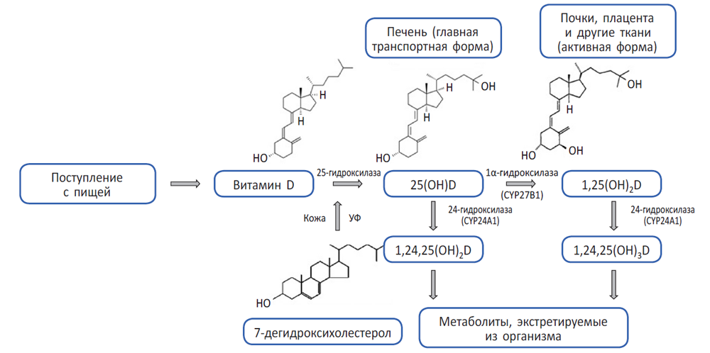 Схема образования витамина д