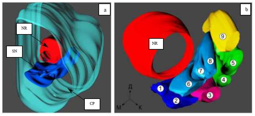 substantia nigra mouse